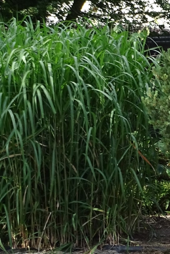 Miscanthus Sinensis Nvbt